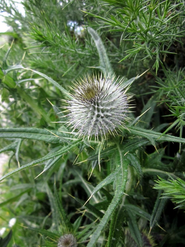 thistle