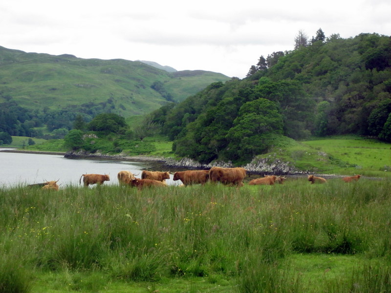 hairy coos