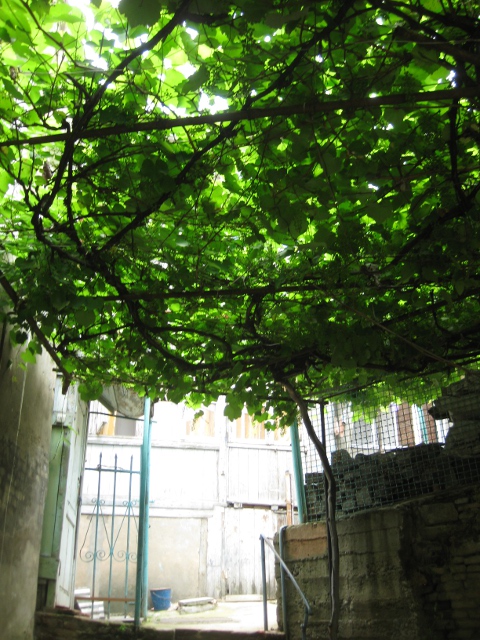 overhead grapevines
