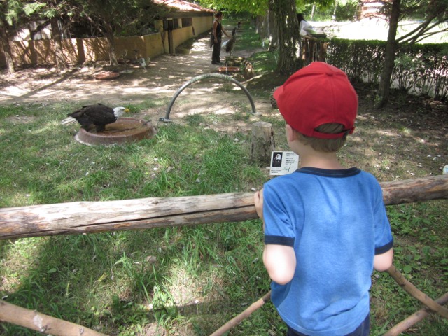 A bald eagle, and Eero