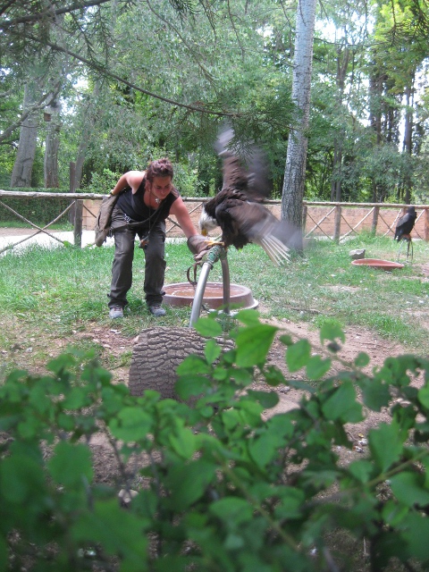 A keeper and the bald eagle