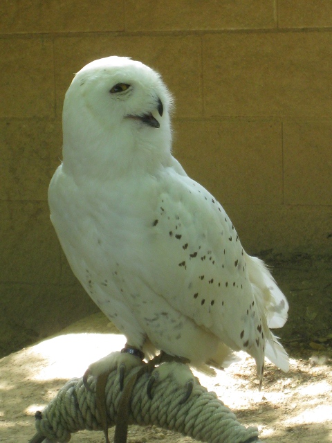 snow owl