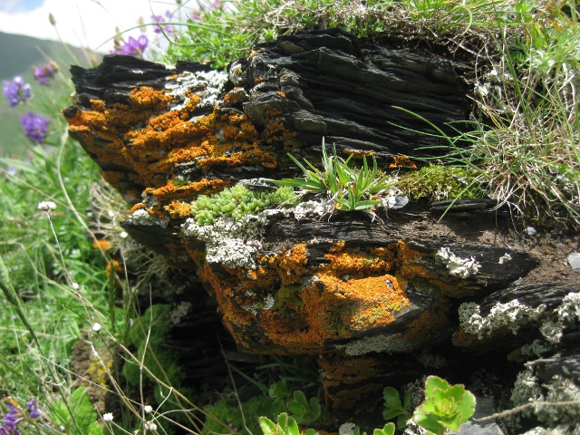 rock with riot of plants