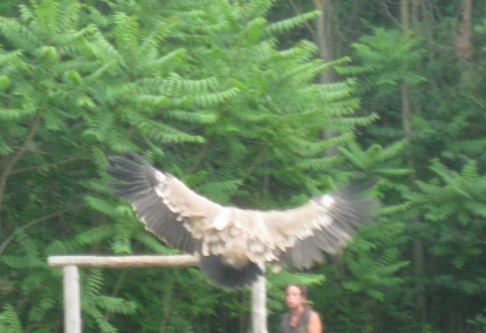 Vulture flying