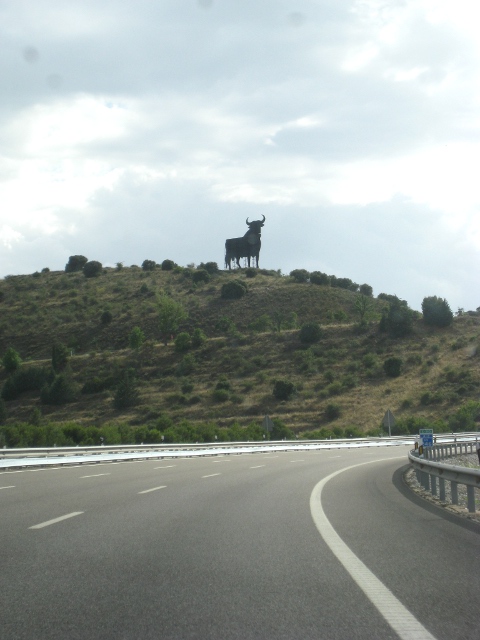Giant steer
