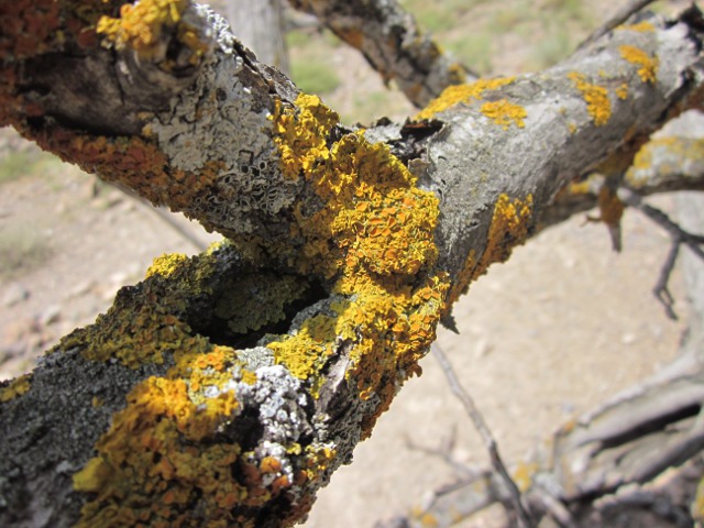 yellow-orange lichen
