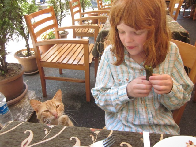 cat begging at table
