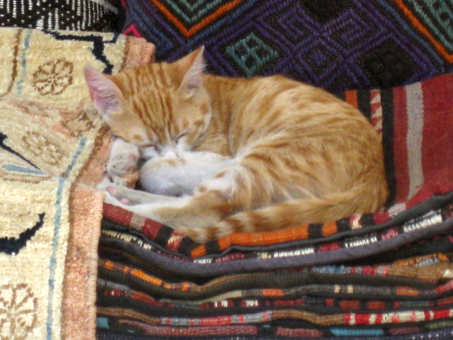 zoomed in on the cat