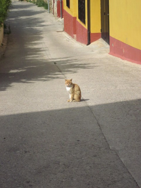 cat in road