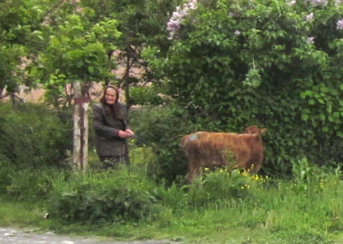 woman and cow