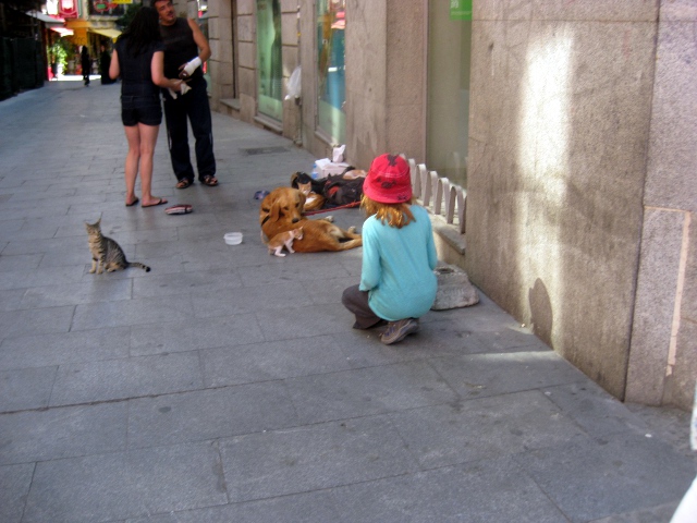 a dog and some kittens