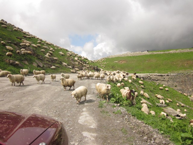 sheep on the road